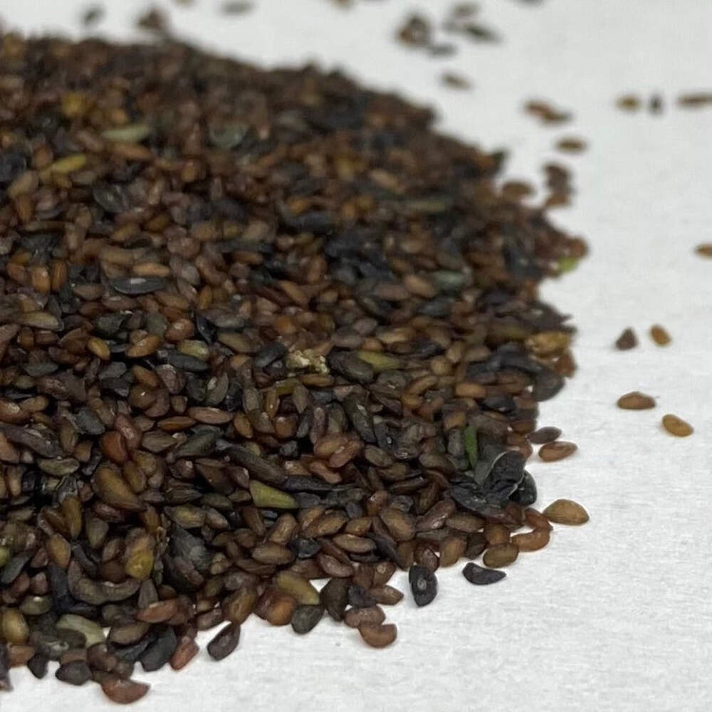 Broadleaf Plantain Seeds (Plantago major) ~Traditional Herb Native Garden