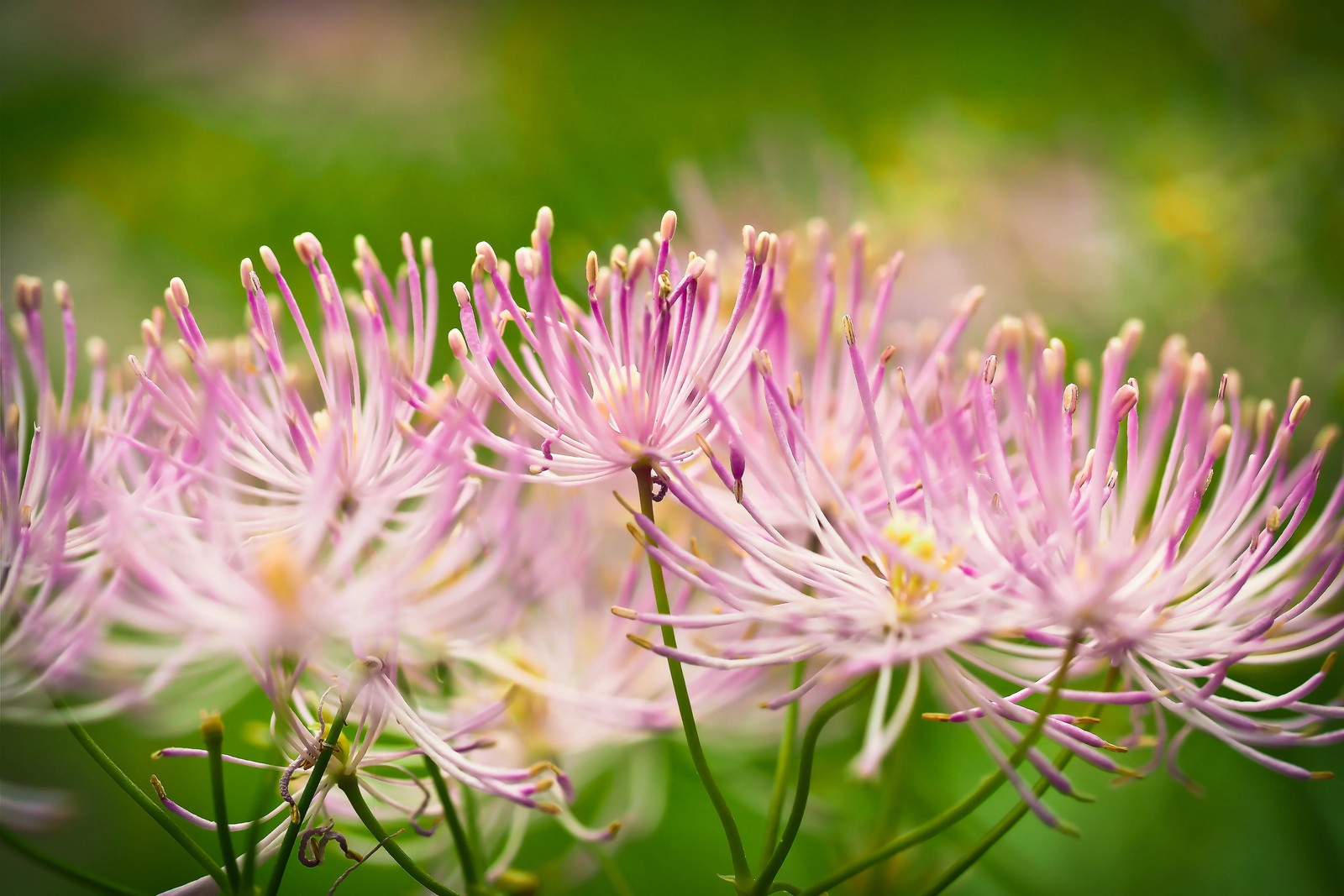 5 COLUMBINE MEADOW RUE Thalictrum Aquilegifolium Purple Pink Flower Seeds
