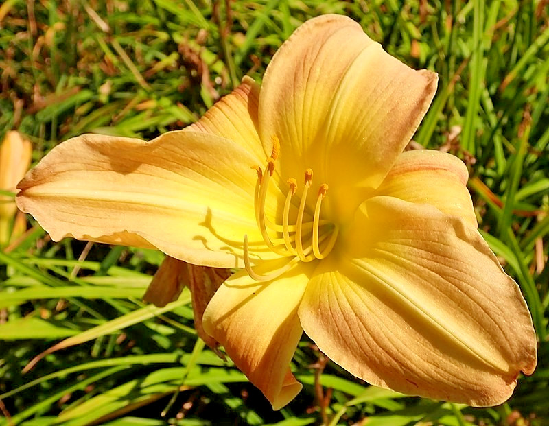 5 RARE CHINA DAYLILY SEEDS – Hemerocallis ‘Rare China’