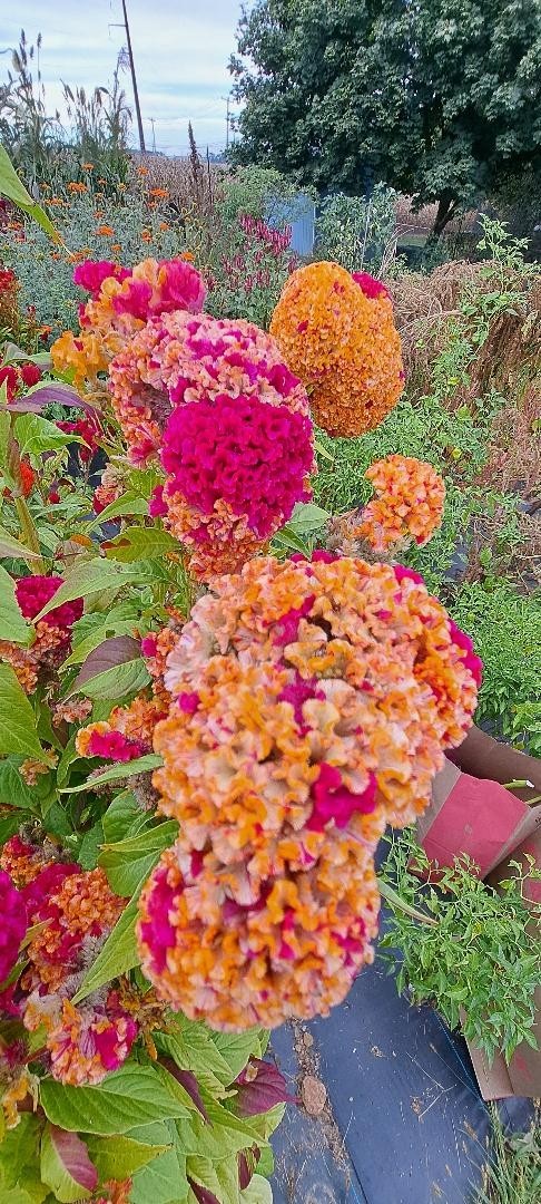 Yellow/Red Marble Brain Celosia 25 SEEDS 4 ft. tall Comb. S/H See Our Store