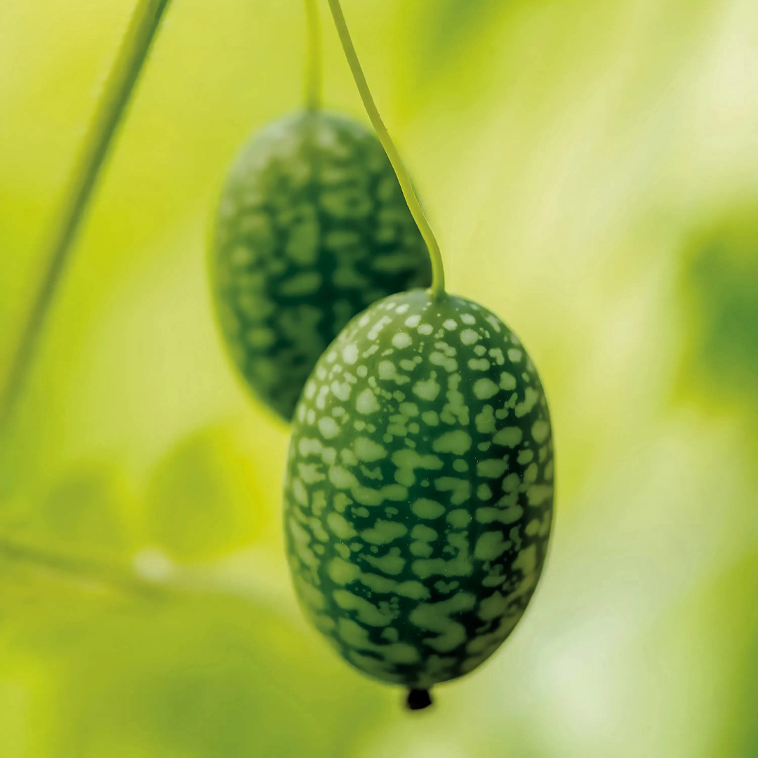 Fresh Mexican Sour Gherkin Seeds | Mouse Melon | Heirloom Non-GMO | Vegetables