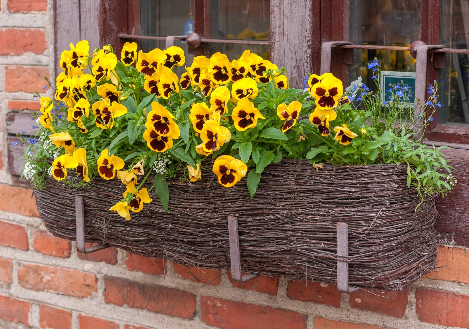 50 YELLOW & BROWN PANSY VIOLA Violet Flower Seeds *Flat S/H