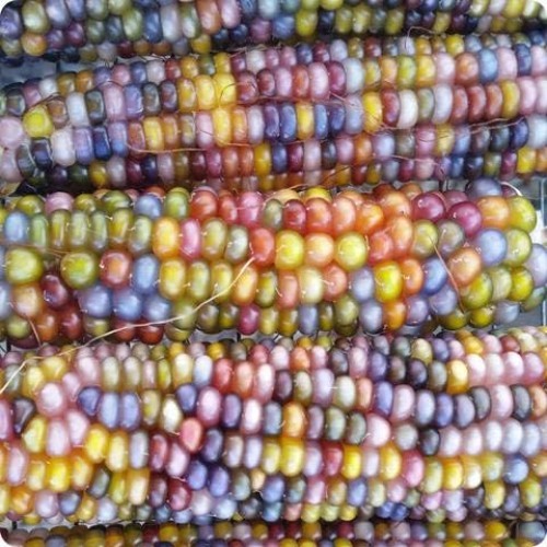 Vivid 100 Count Glass Gem Corn Seeds – Perfect for Crafts and Summer Gardens