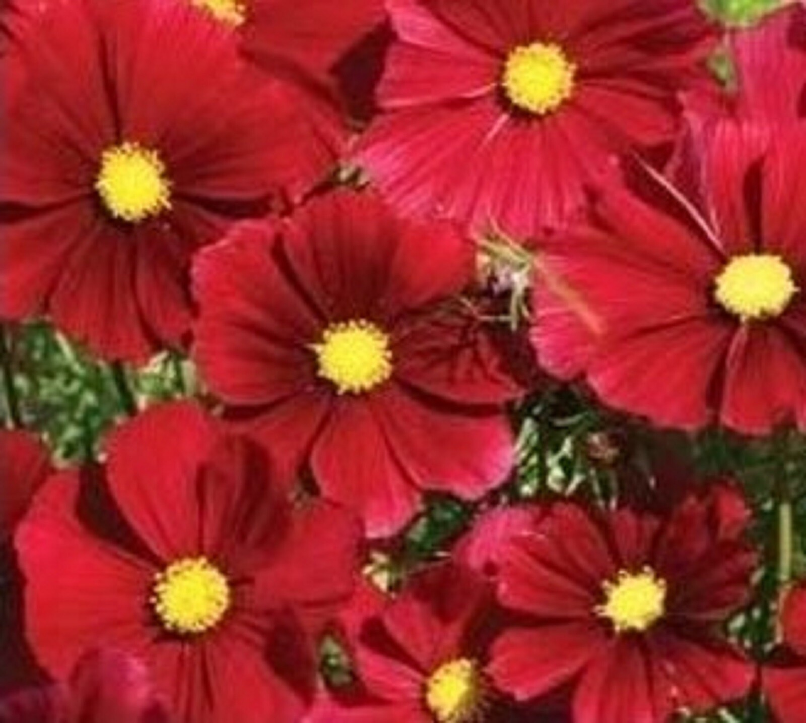 Beautiful Cosmos Dazzler Flower Seeds 100+ SEEDS –BUY 4 ITEMS FREE SHIPPING