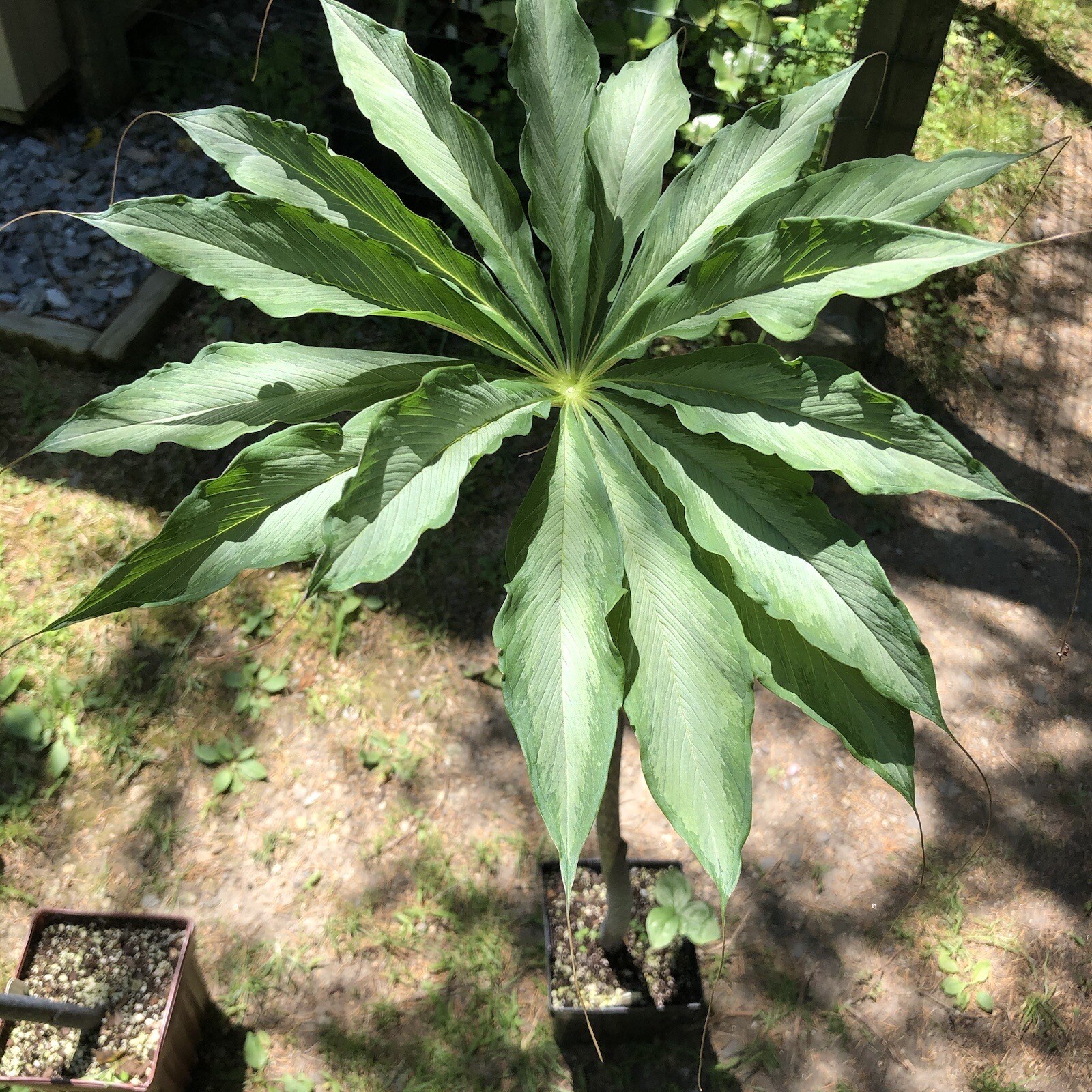 10 ARISAEMA CONSANGUINEUM ‘Silver Center’ Seeds-Himalayan Cobra Lily
