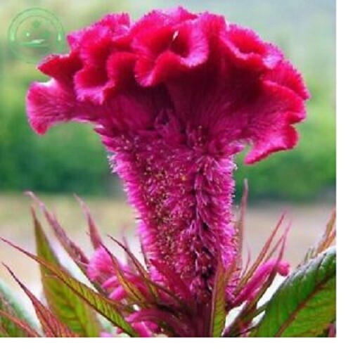 Celosia Cristata Cockscomb Crested Vivid Fuchsia Purple Flower 55 Fresh Seeds