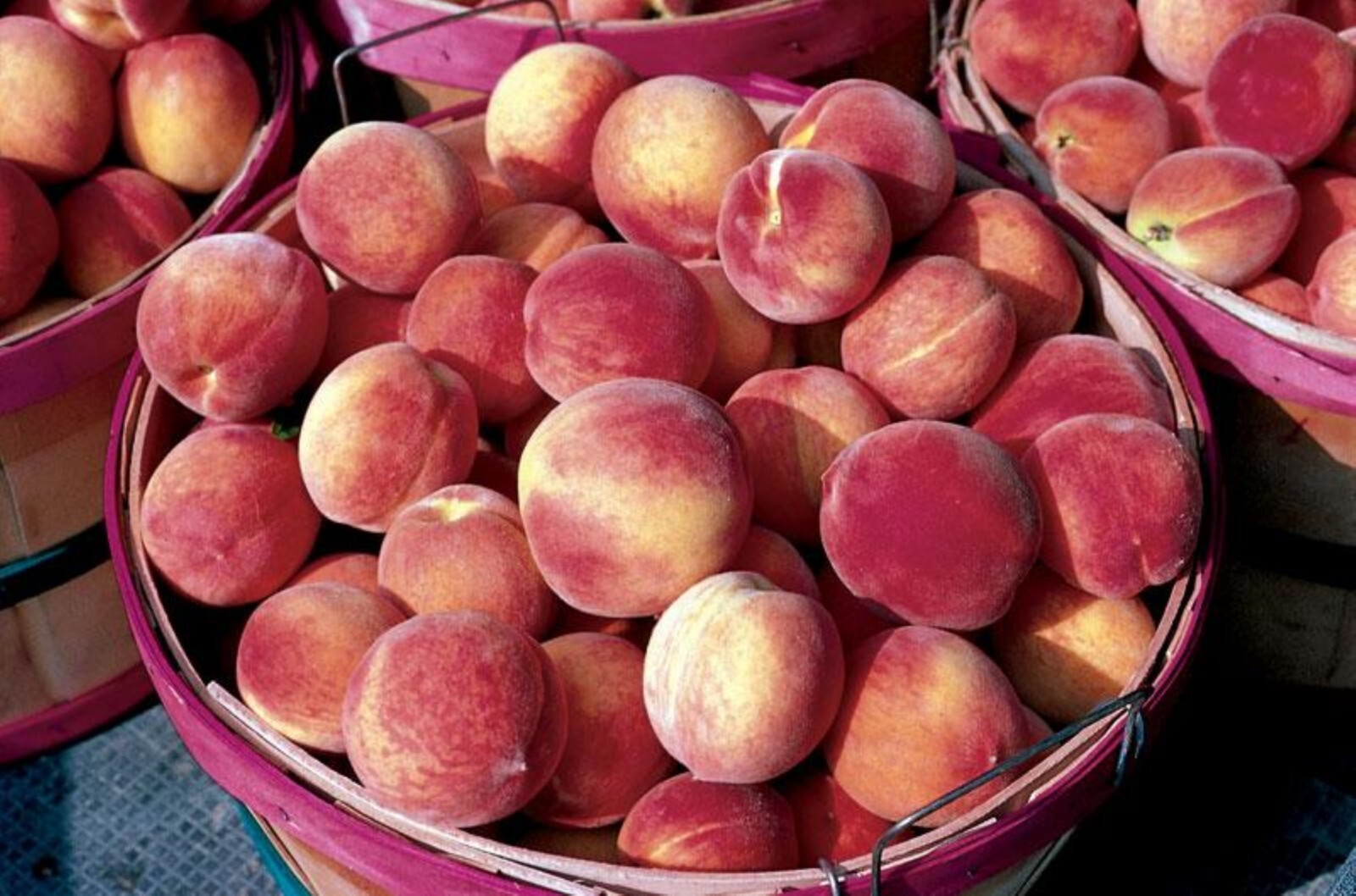 Elberta Peach seedling, live 1-2 y.o. plant, Bare root 14-16 inches tall