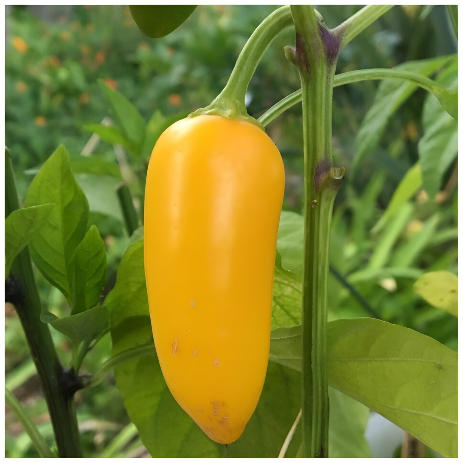 100ct Heirloom Cal Oro Pepper Seeds AKA Yellow Jalapeno – Medium Heat NonGMO