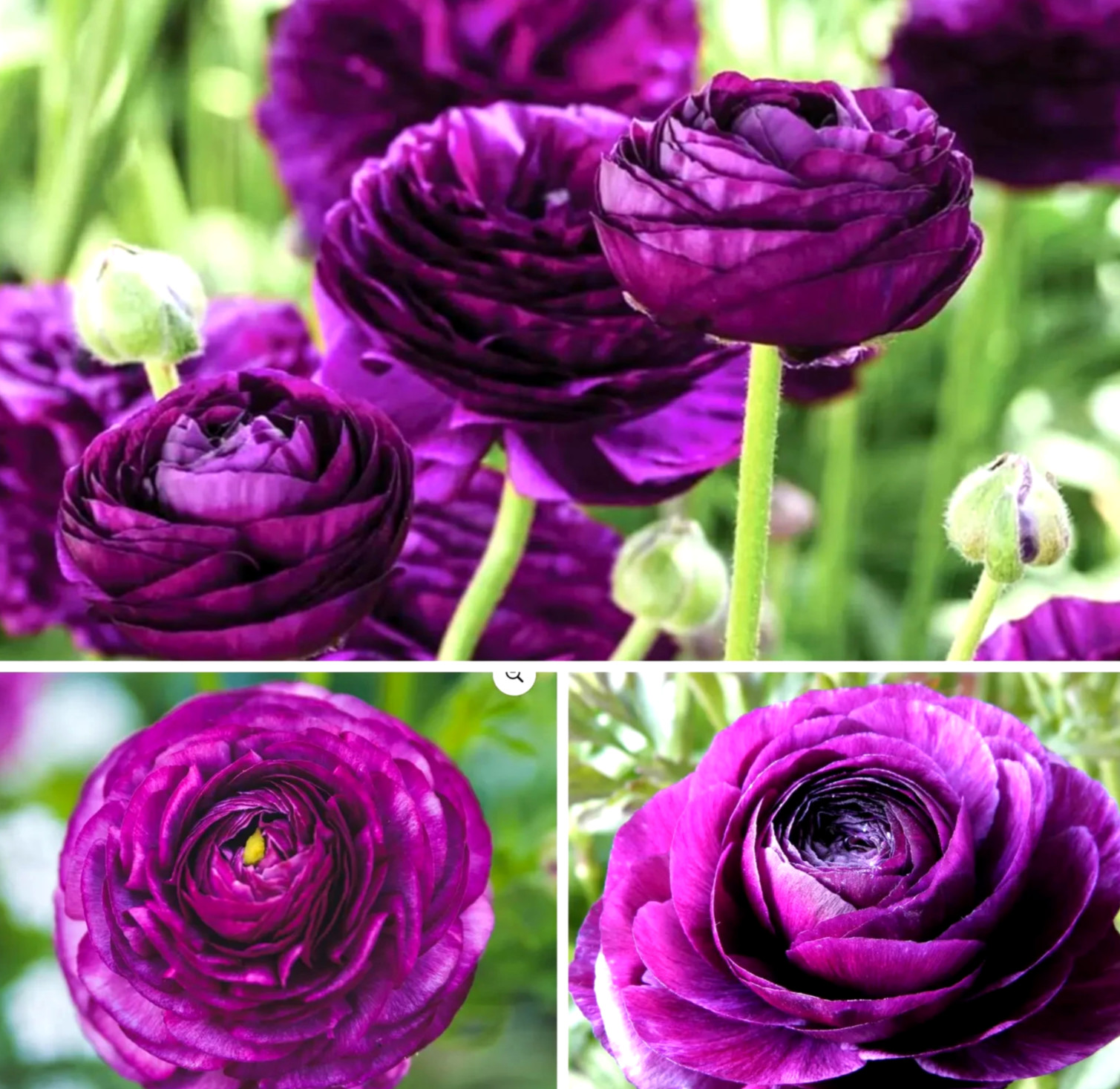 Purple Ranunculus Bulbs 12 Quality Corms Peony Rose Wedding Flowers for Planting