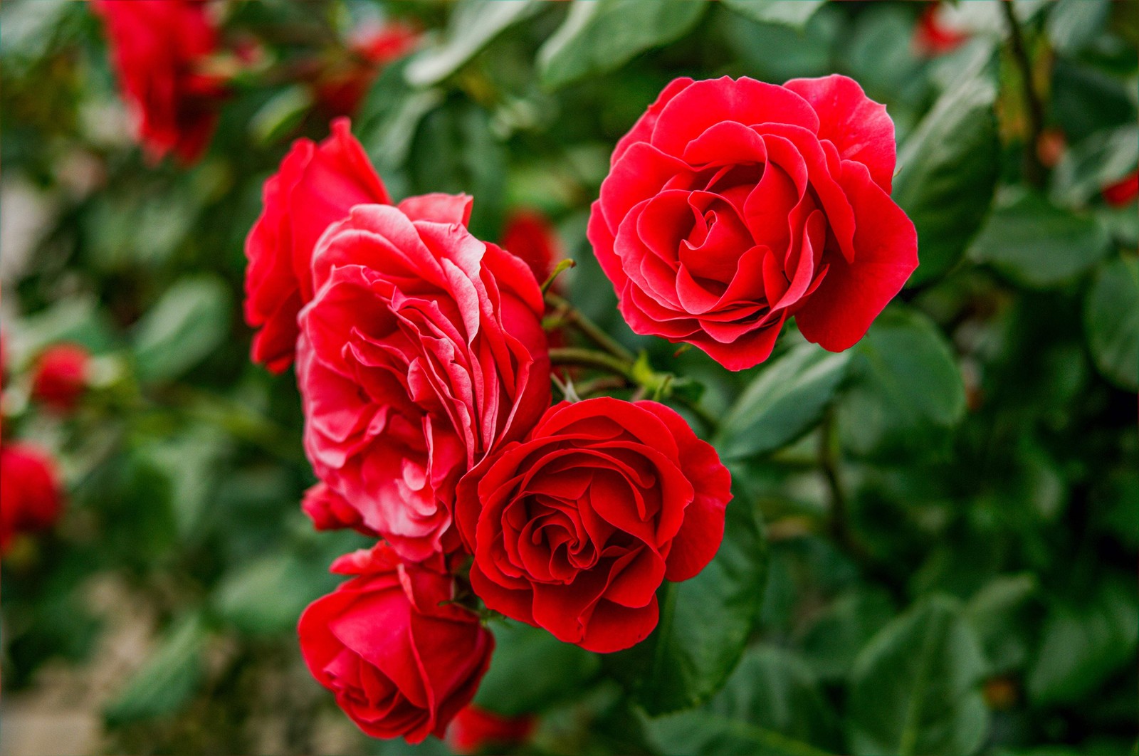 5 RED CLIMBING ROSE Rosa Bush Vine Climber Fragrant Butterfly Flower Seeds