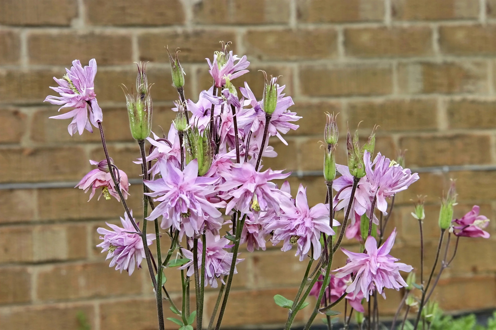 100 Mixed TALL DOUBLE COLUMBINE Aquilegia Vulgaris Red Pink Purple Flower Seeds
