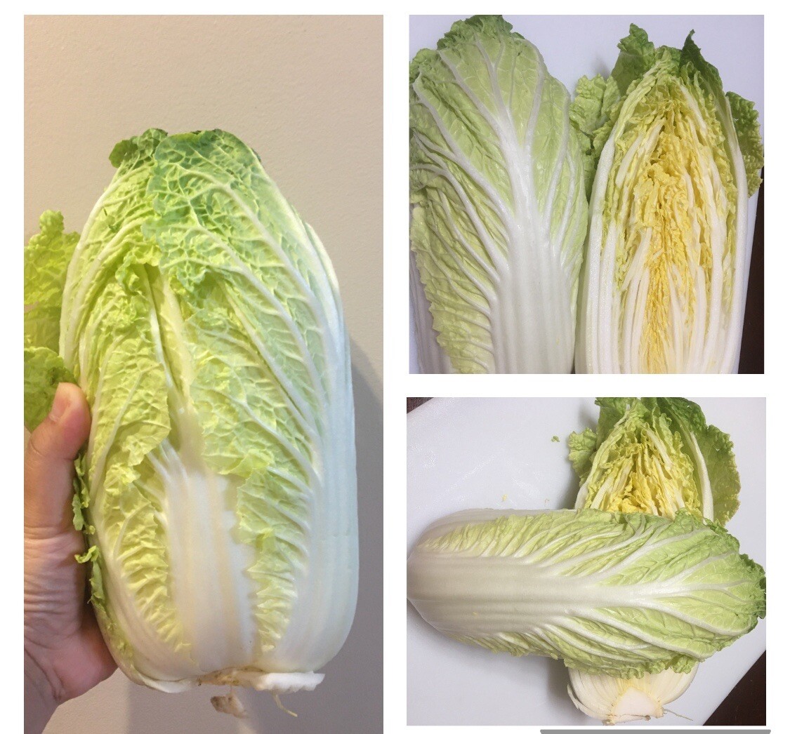 500+ Chinese Cabbage Seeds Michihili Heading Cabbage(Brassica rapa) USA