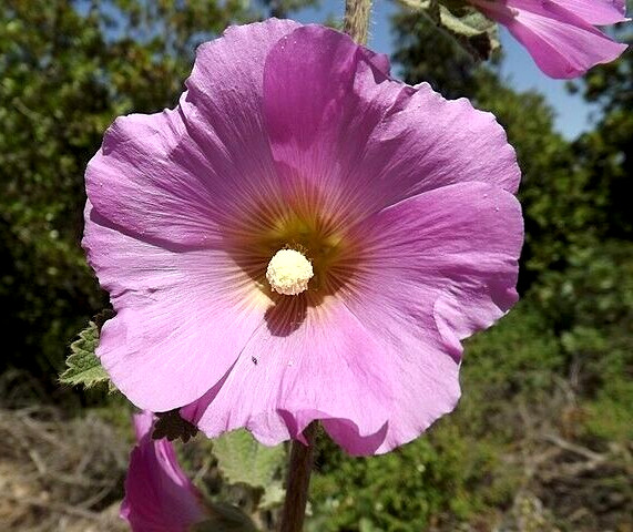 GIANT PINK HOLLYHOCK 50 SEEDS, HARDY PERENNIAL, EZ TO GROW, USA SELLER