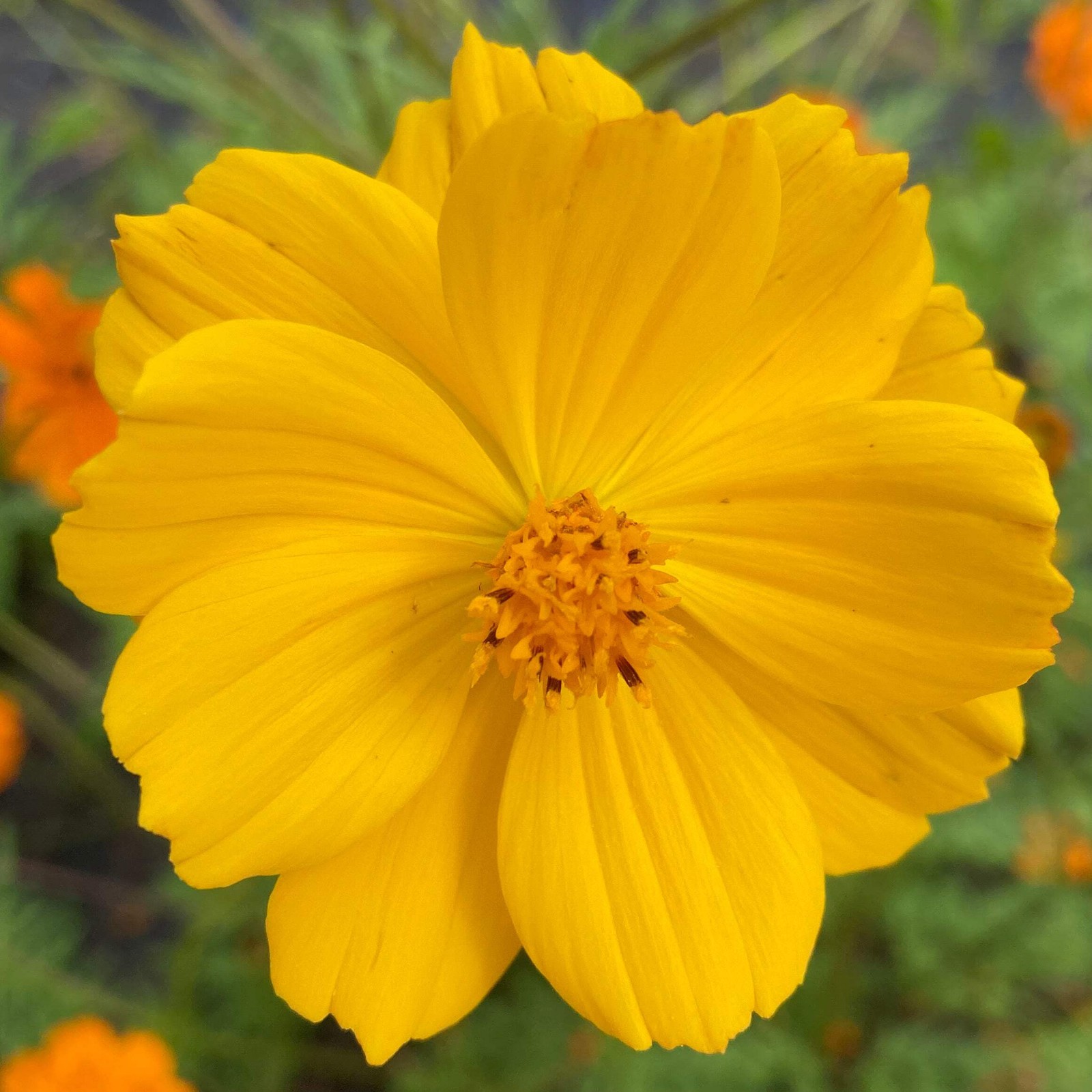 Orange Cosmos Seeds (Cosmos sulphureus) ~Dye Plant Wildflower Pollinator Garden