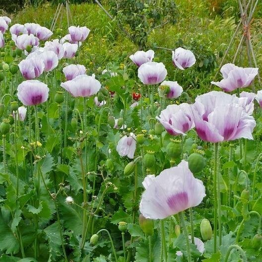 Poppy Blue Moon – 100 seeds – White with Blue Purple Blotches – P. Somniferum