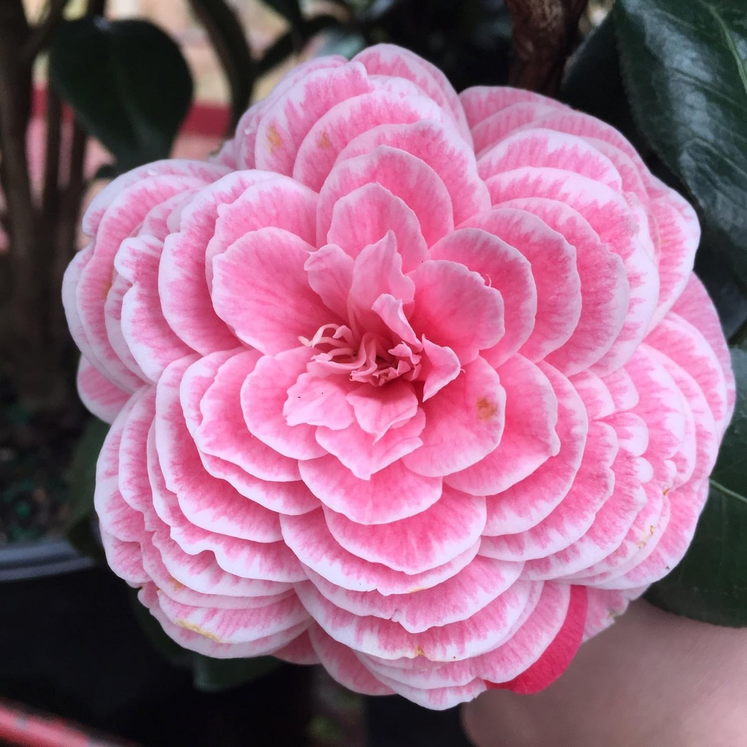 20+ Mixed Camellia Seeds for Planting-Camellia Shrub Impatiens Balsamina Flow…