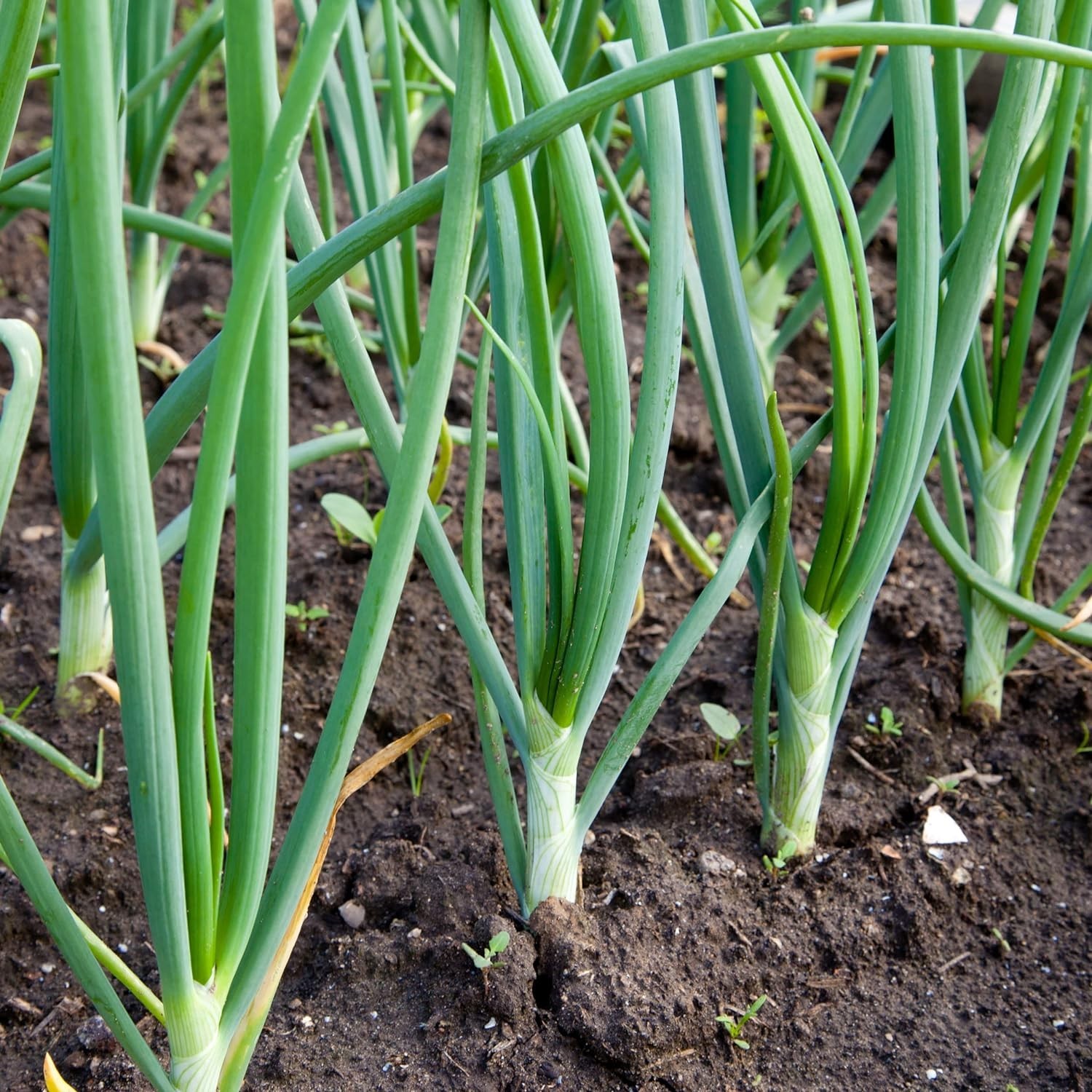 High Germination 50+ Count Mixed Onion Set – Red, Yellow & White Varieties
