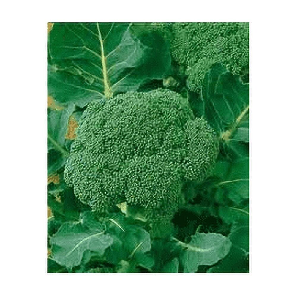 200 Waltham 29 Broccoli Seeds, high producer, ORGANIC NON-GMO, FREE S/H