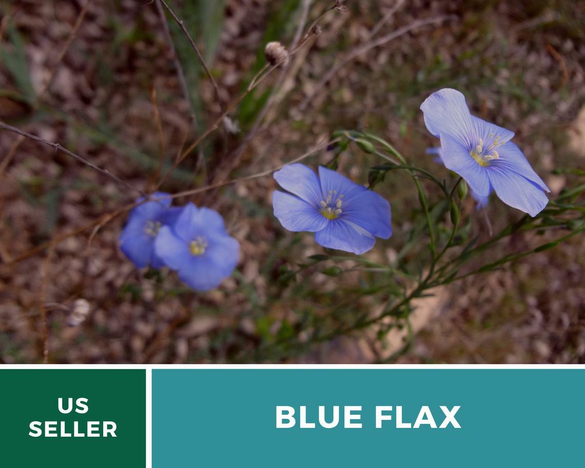 Flax, Blue – “Prairie Flax” – 100 Seeds – Stunning Flowers – Sow Spring or Fall