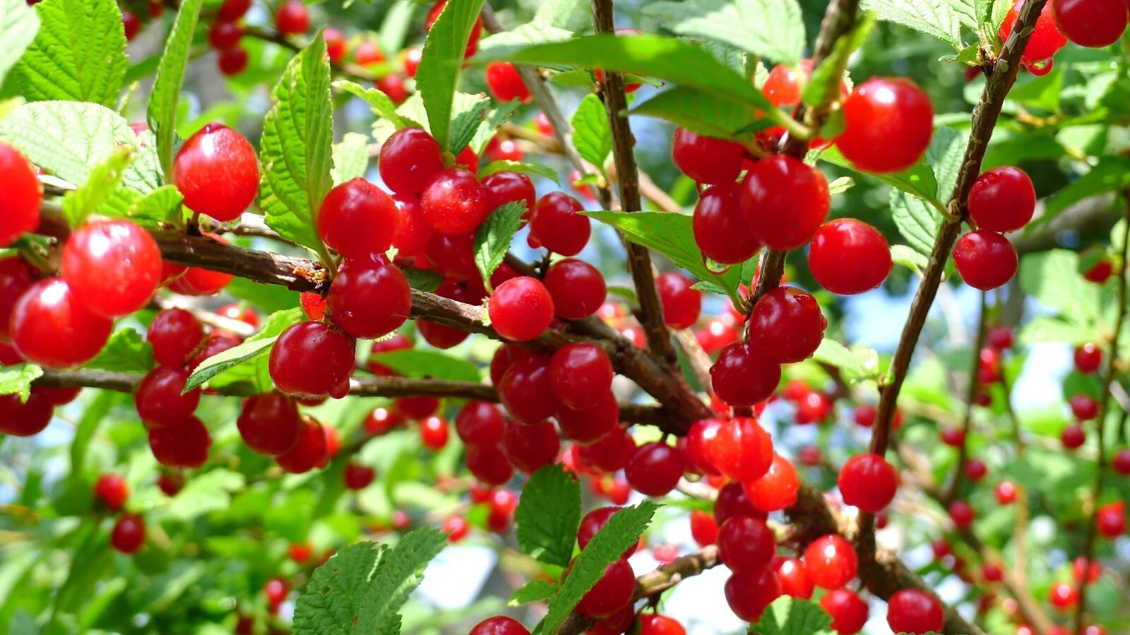 Nanking Cherry {Prunus tomentosa} 10 Seeds: 2YR Edible Fruit Bush Free Shipping!