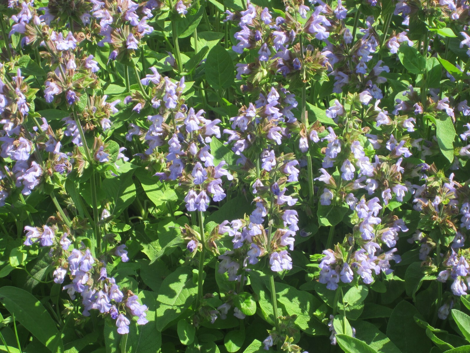 Italian Sage, Salvia Officinalis, NON-GMO, Variety Sizes, FREE SHIPPING