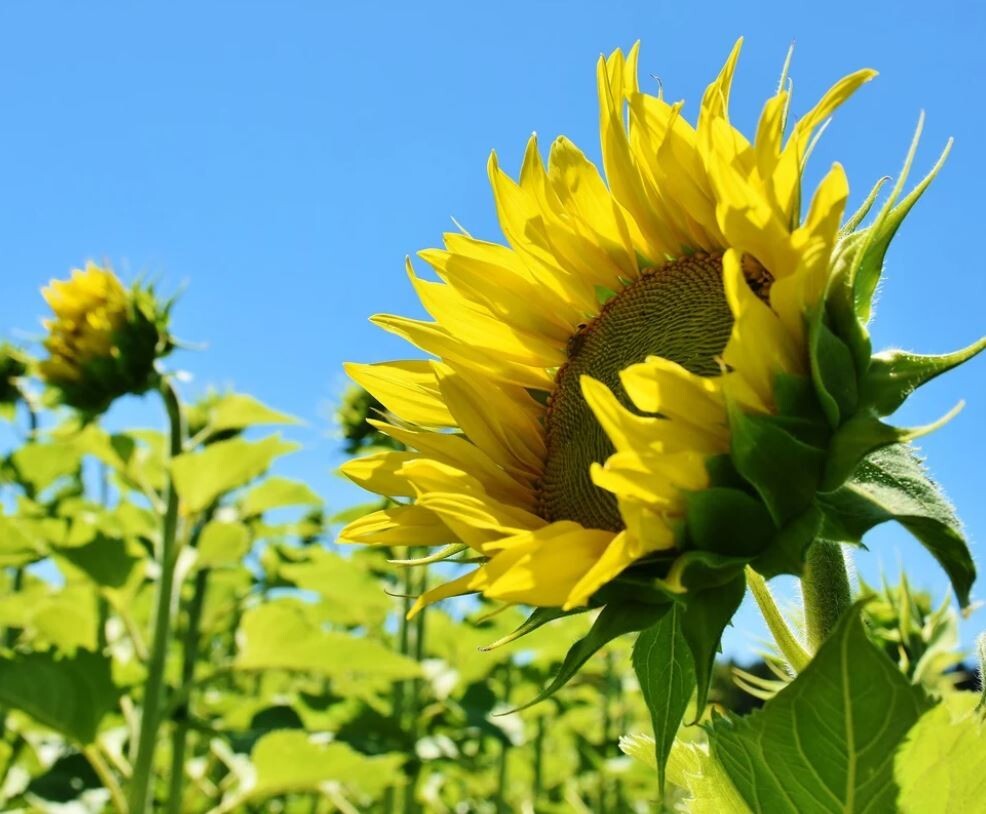 25+Seeds|Mammoth Grey Stripe Sunflowers Seeds #E025