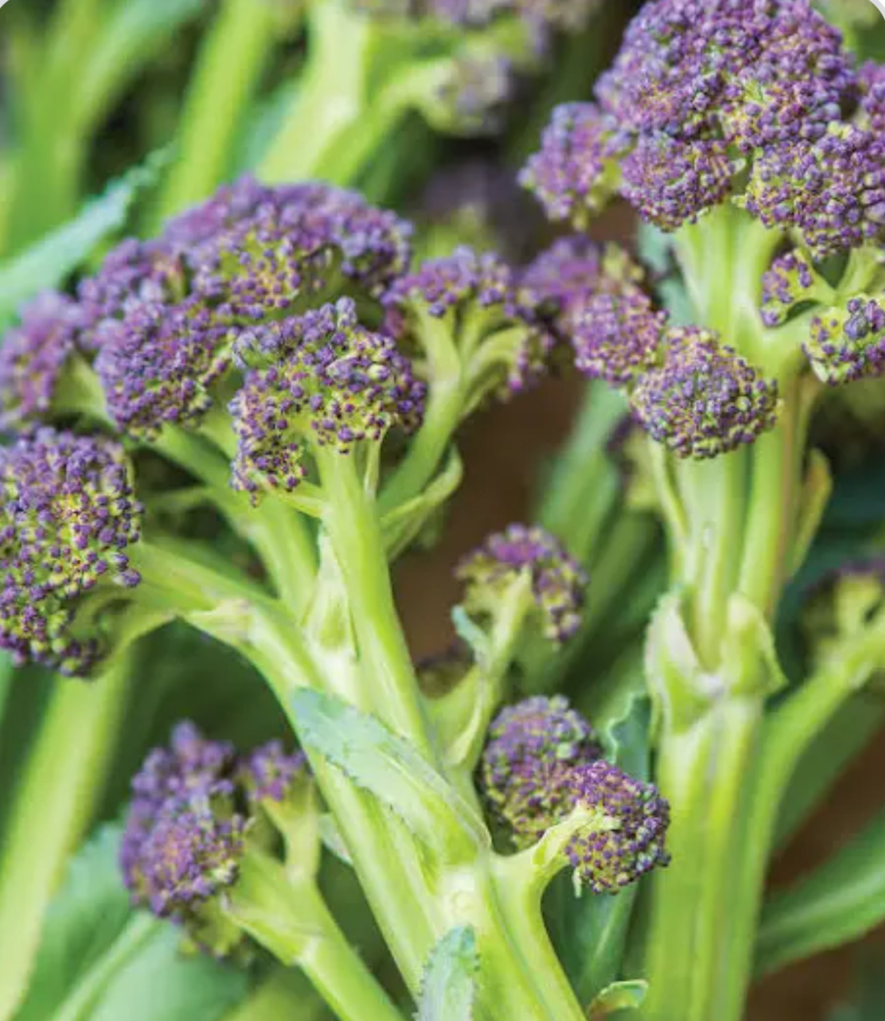 Organic Heirloom Purple Sprouting Broccoli Seeds, 100 Seeds