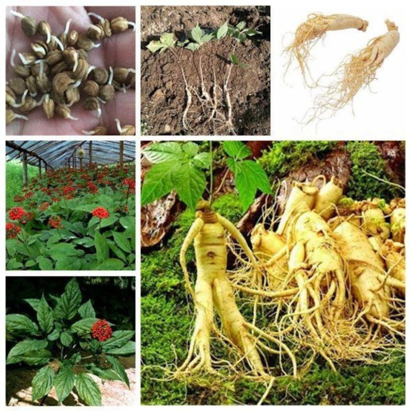 100 PCS Premium Appalachian Ginseng Seeds Fresh, High-Quality root seeds