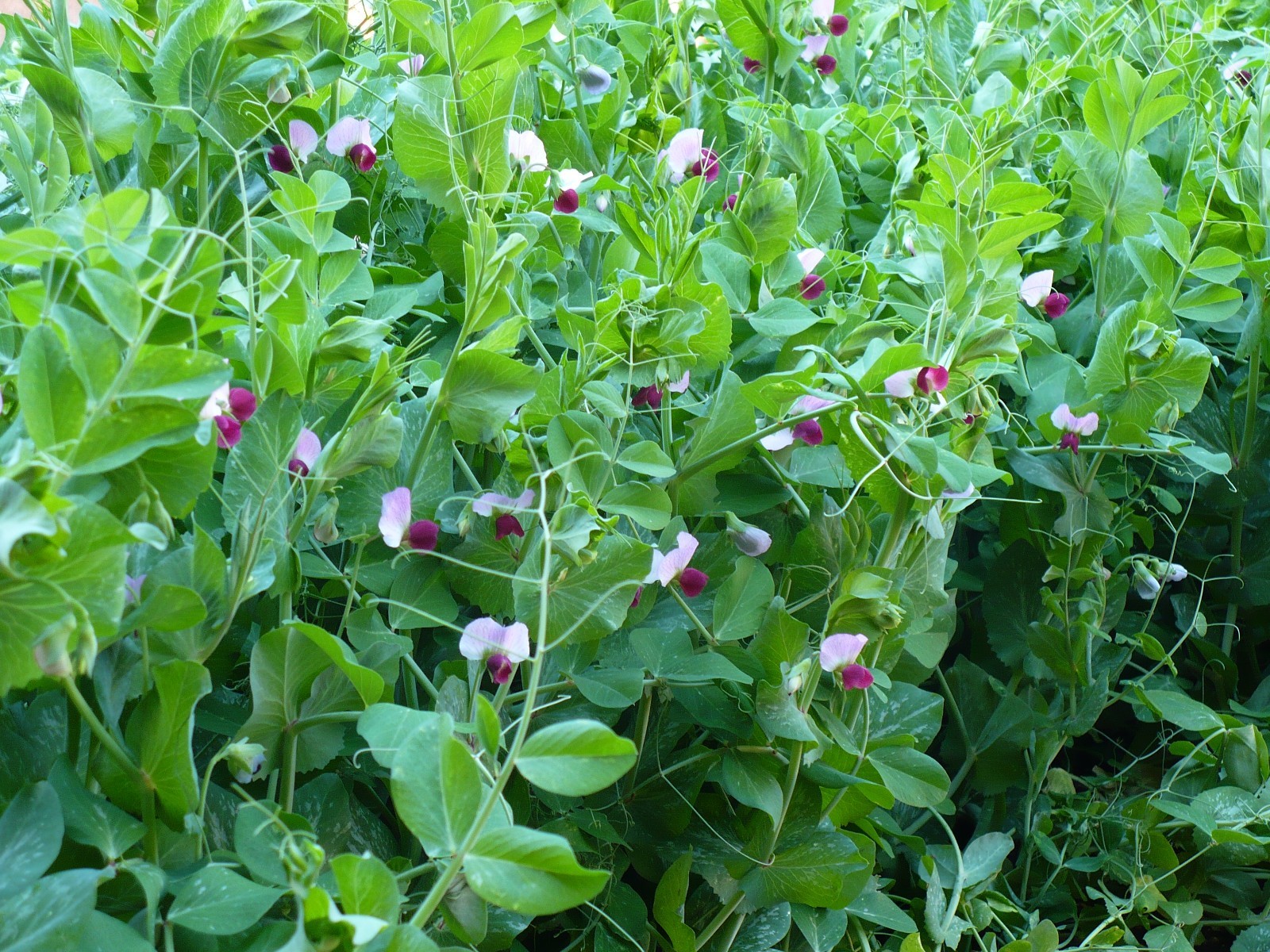 50+Sugar Pod SNOW PEAS Seeds Organic Spring Fall Vegetable Garden Container Easy