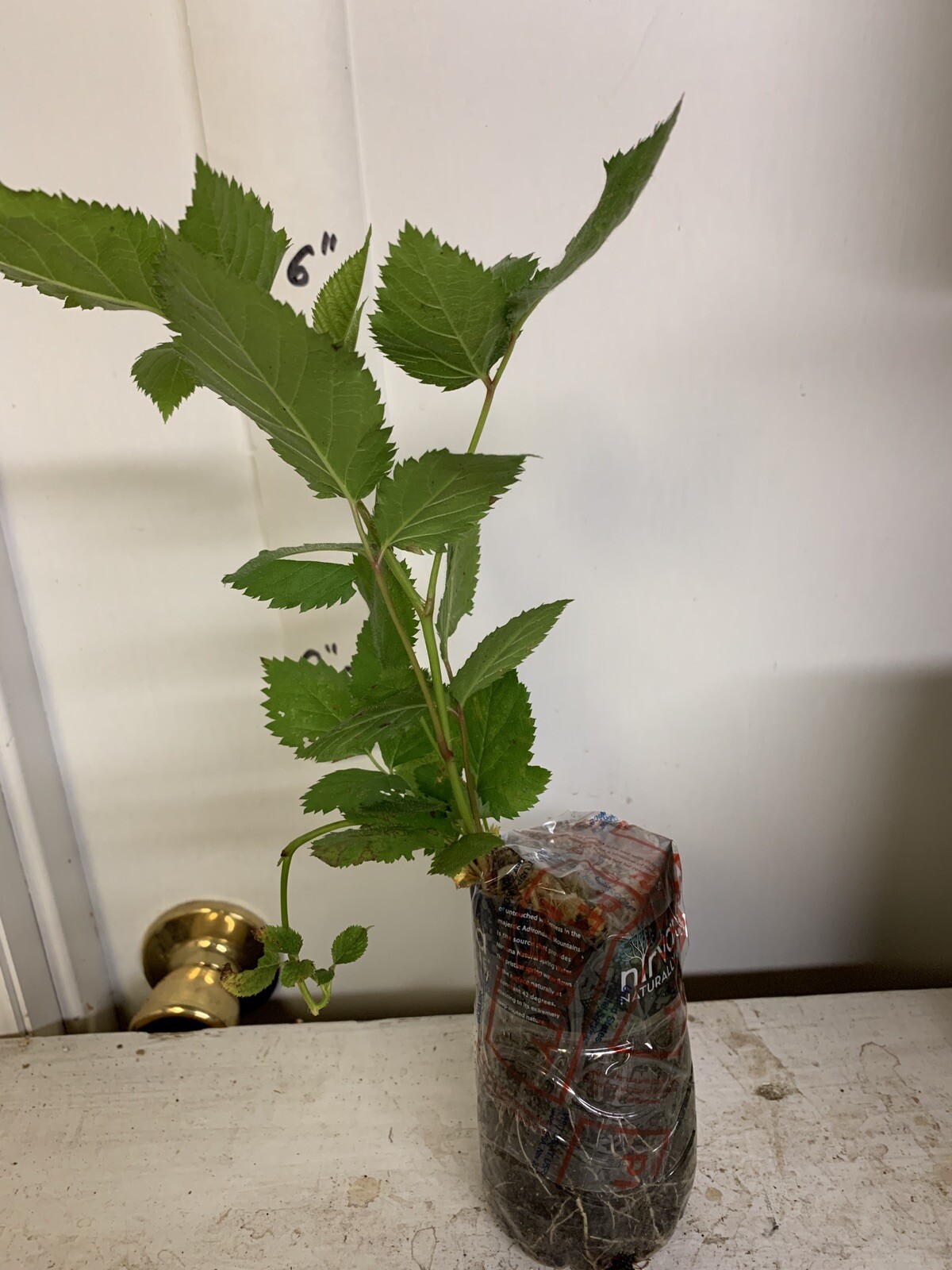 Blackberry – ‘Natchez’ thornless – Rubus fruticosa 1 year old plant