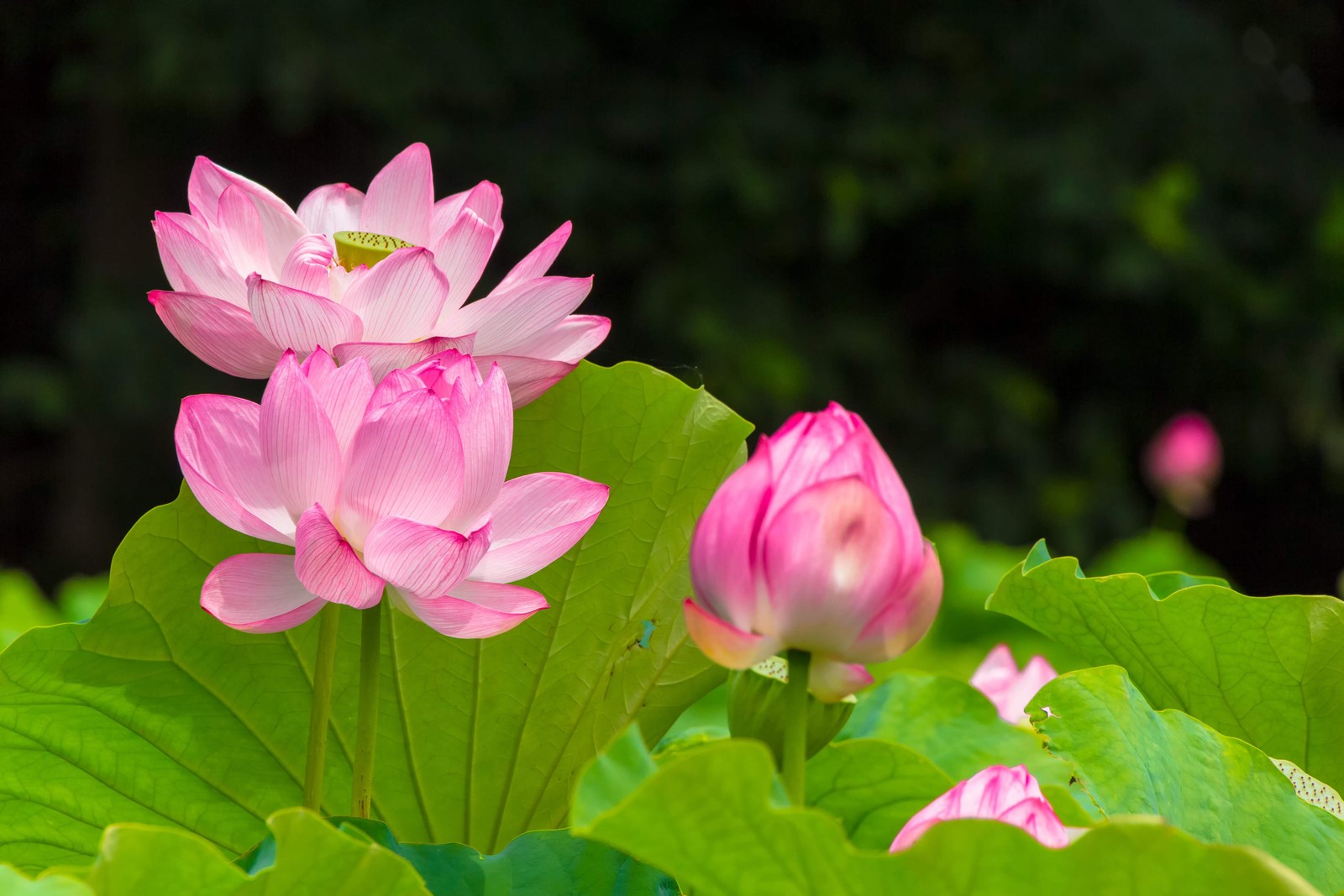 3 Organic Mixed Colors LOTUS Nelumbo Pond Water Lily Lilypad Blue Flower Seeds