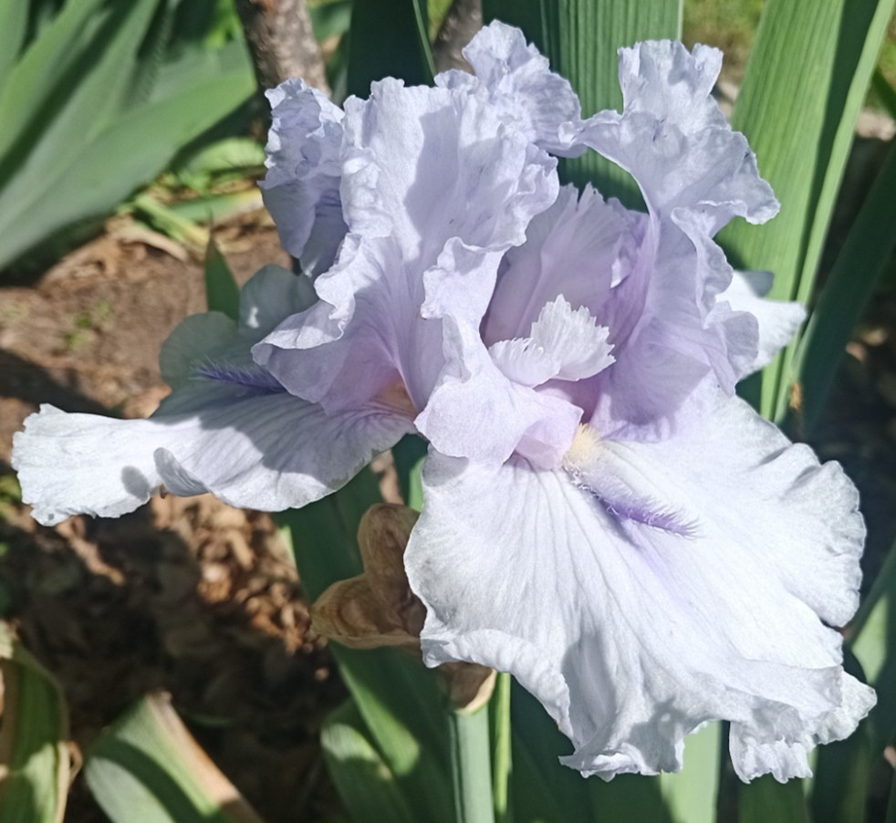 (4) TALL BEARDED IRIS RHIZOME RANDOM MIX BEAUTIFUL FLOWERS ROOT GARDEN PLANTS