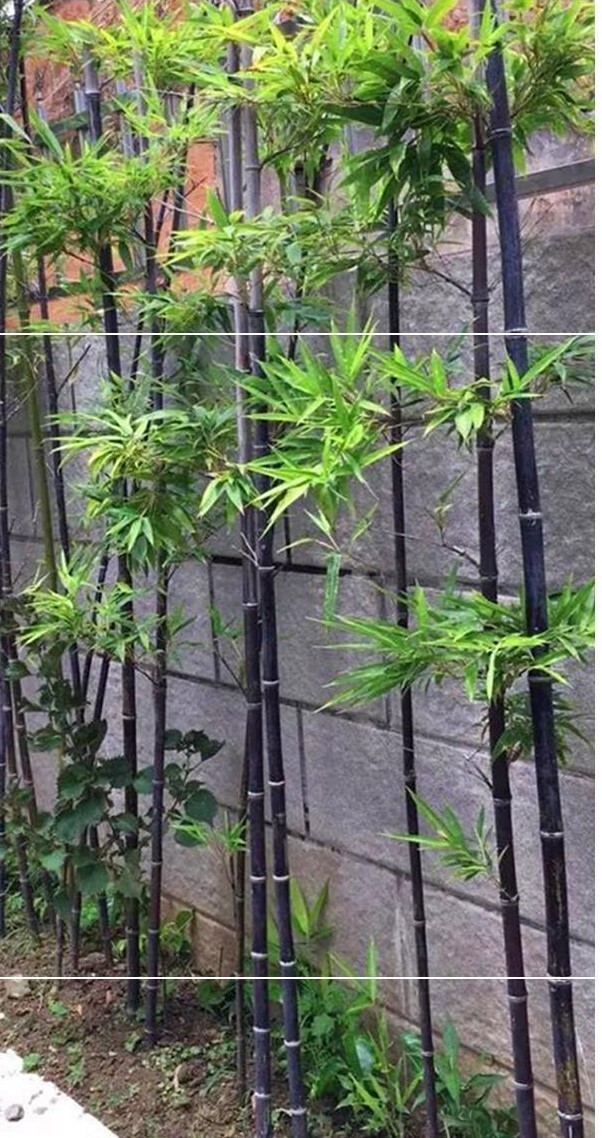 50+Black Bamboo seeds Bamboo Bonsai Garden Home Decoration Cold Resistance USA