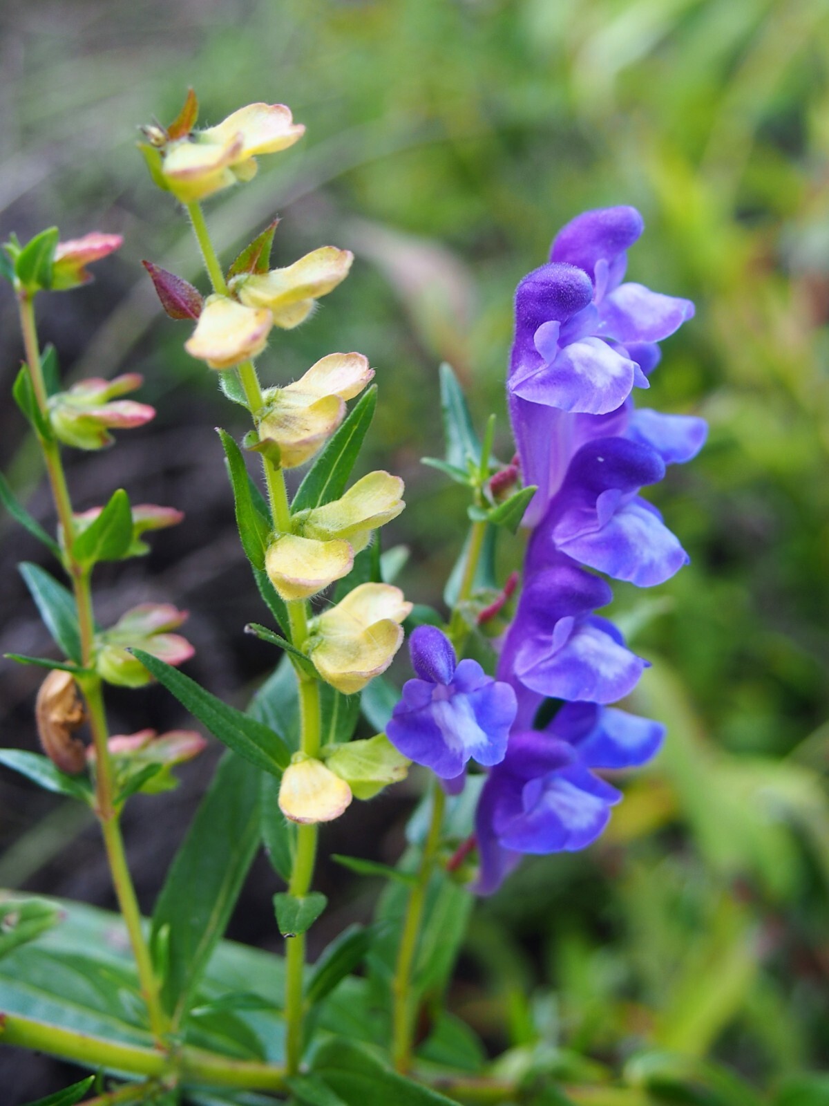 250 Scutellaria baicalensis Seeds – Baikal Scullcap Seeds – Medicinal Herb