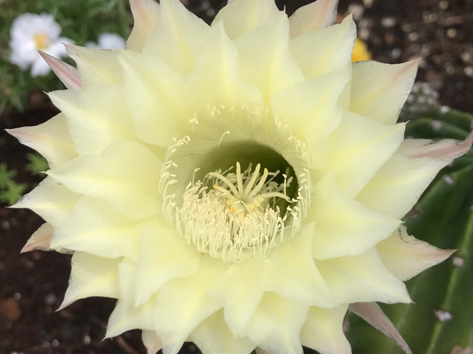 Echinopsis, Pale yellow flower. Cactus Succulent