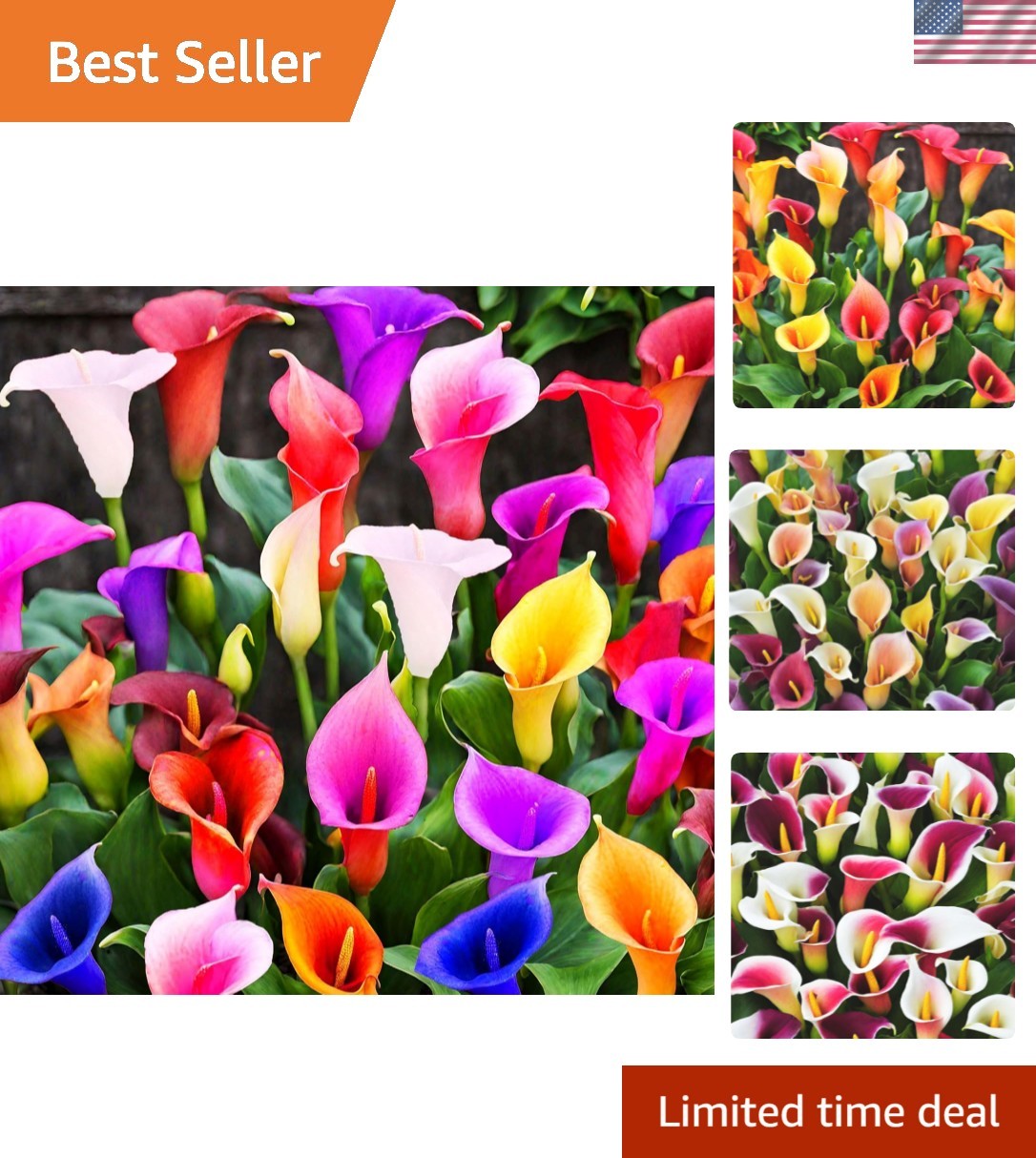 100Pcs Calla Lily Seeds Beautiful Flowers Mix Color Perennial Plant