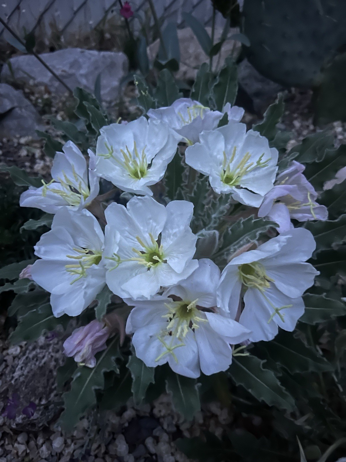 OE01: Fragrant Evening Primrose Seed ~50 Ct Cold Hardy Wildflower Oenothera caes