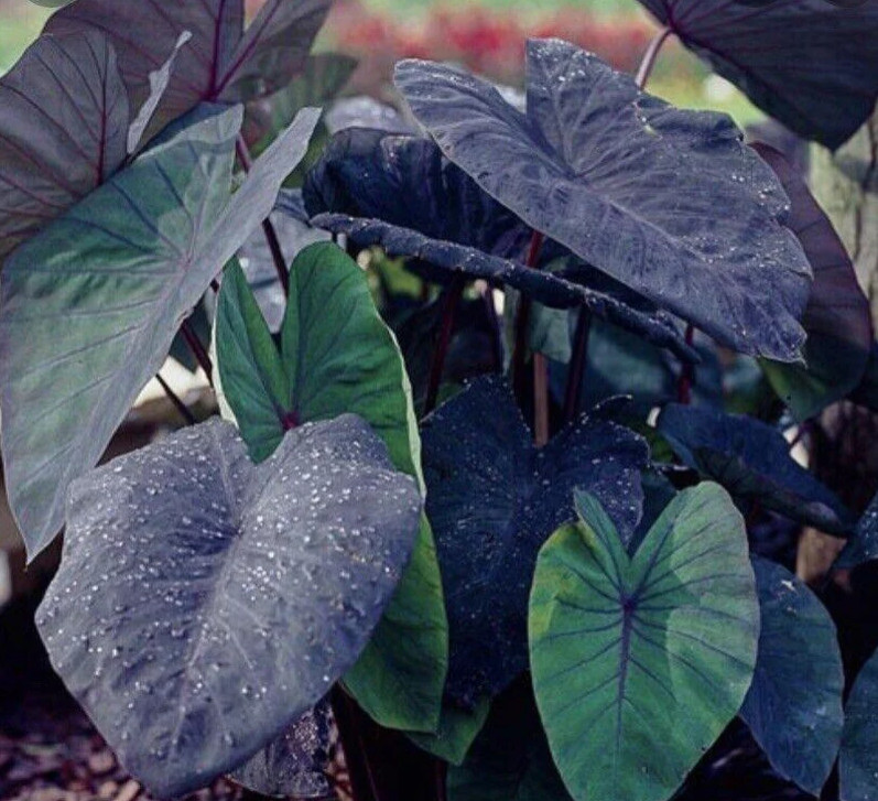 Black Ruffle Colocasia Live Plant – 5-10″ Tall – Dark Elephant Ear Tropical