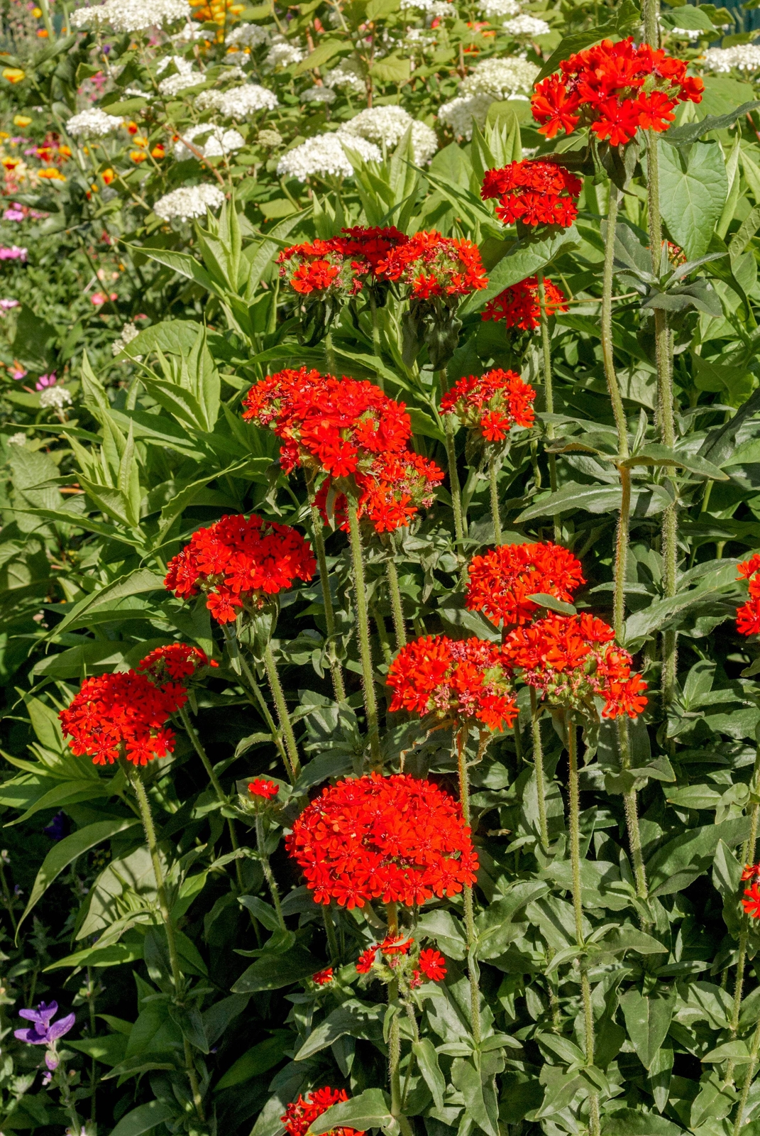 70 RED LYCHNIS Chalcedonica / Rose Campion / Catchfly Flower Seeds *Flat S/H