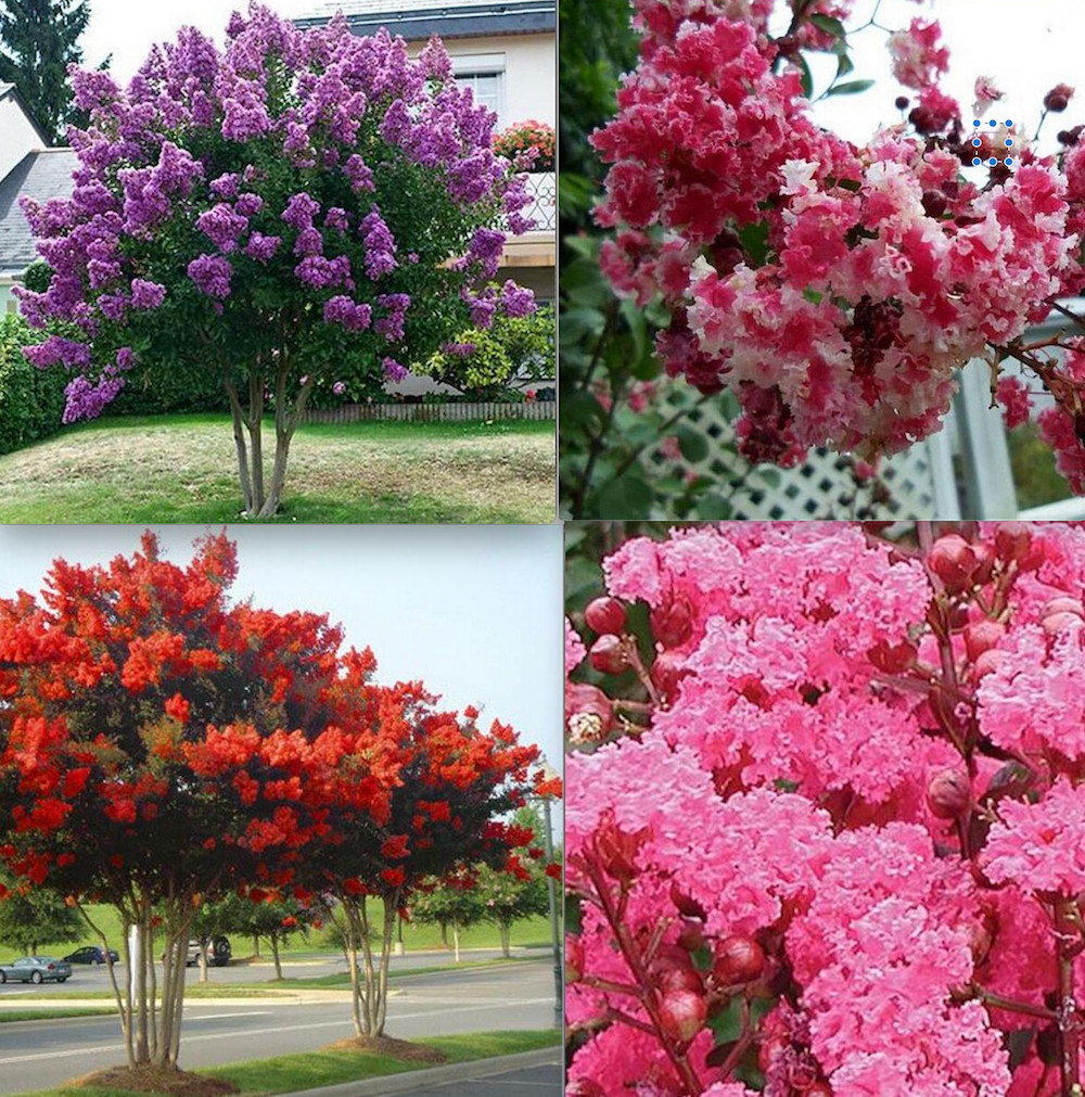 20 SEEDS for MIXED COLORS CRAPE MYRTLE rare flower exotic tree plant USA Seller