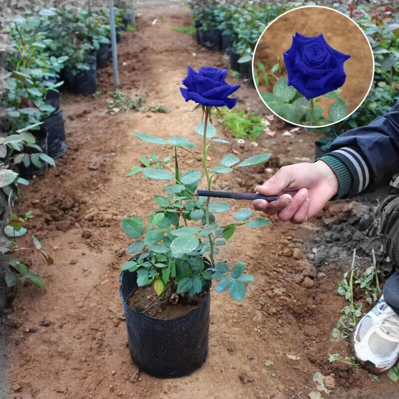 20 ROSE FLOWER SEEDS rare exotic plant garden for bud stratification/germination