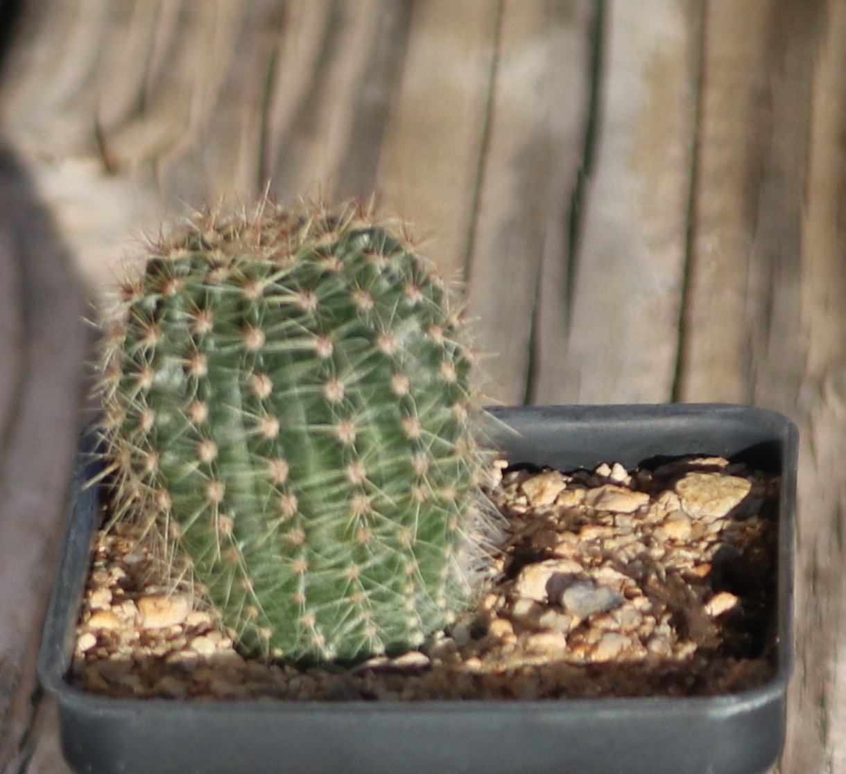 Echinopsis hybrid ‘Coquette’