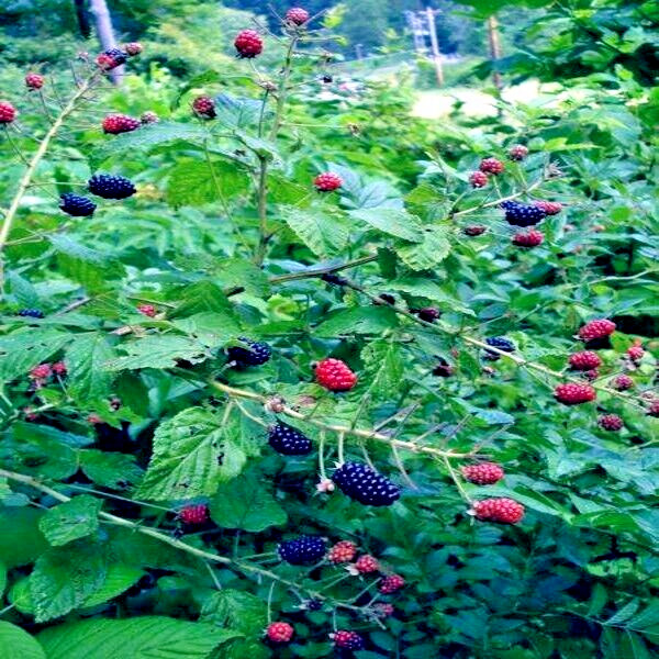 20 CALIFORNIA PACIFIC TRAILING BLACKBERRY SEEDS Rubus Ursinus Hardy Fruit Vine