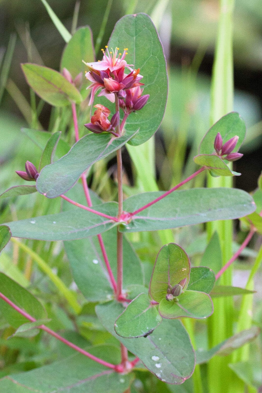 50 MARSH SAINT JOHN’S WORT Hypericum Virginicum Pink Mauve Flower Seeds *CombS/H