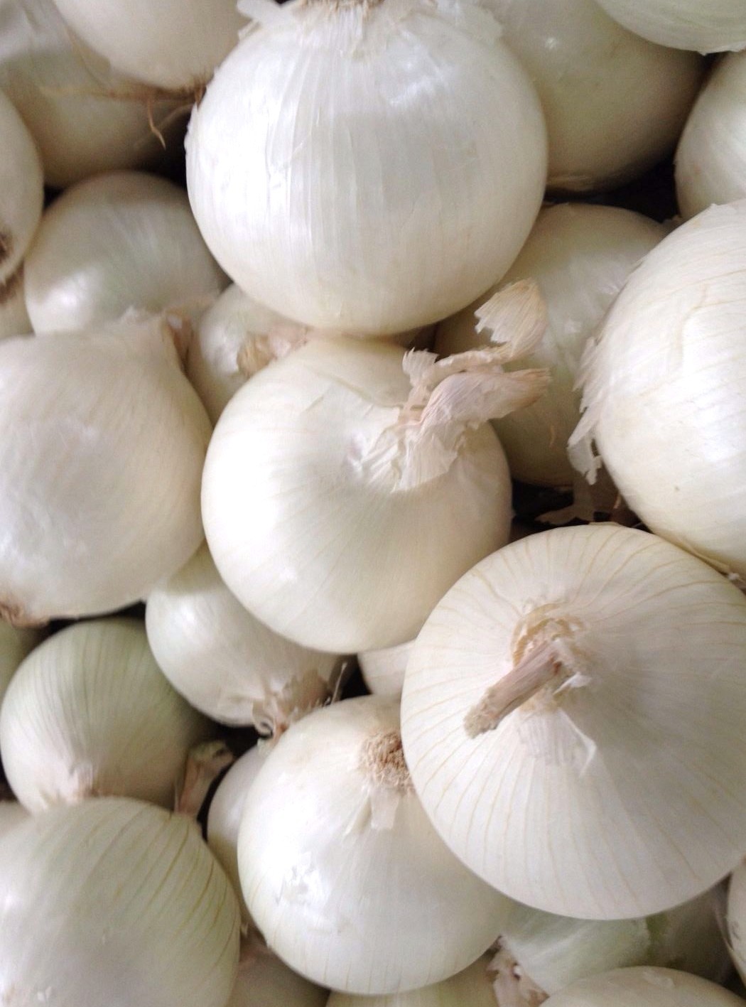 White Sweet Spanish Onion Seeds, NON-GMO, Heirloom, Variety Sizes, FREE SHIPPING