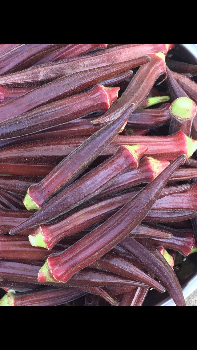 ORGANIC Okra Burgundy Red 25 Seeds Non Gmo Heirloom Vegetable Grown Fresh 2022