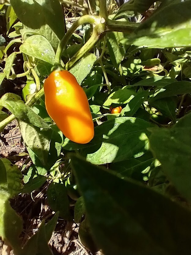 Honey Badger Manzano Chile pepper seeds (FREE SHIPPING to USA) (24)