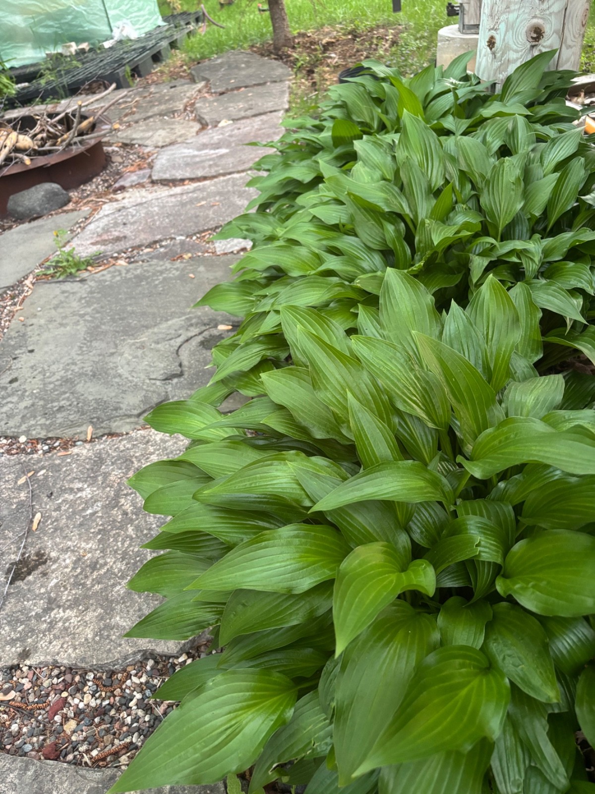 Flash Sale 6 Hosta Eyes Live Plant Green Plantain Lily, Purple Flower Bare Root