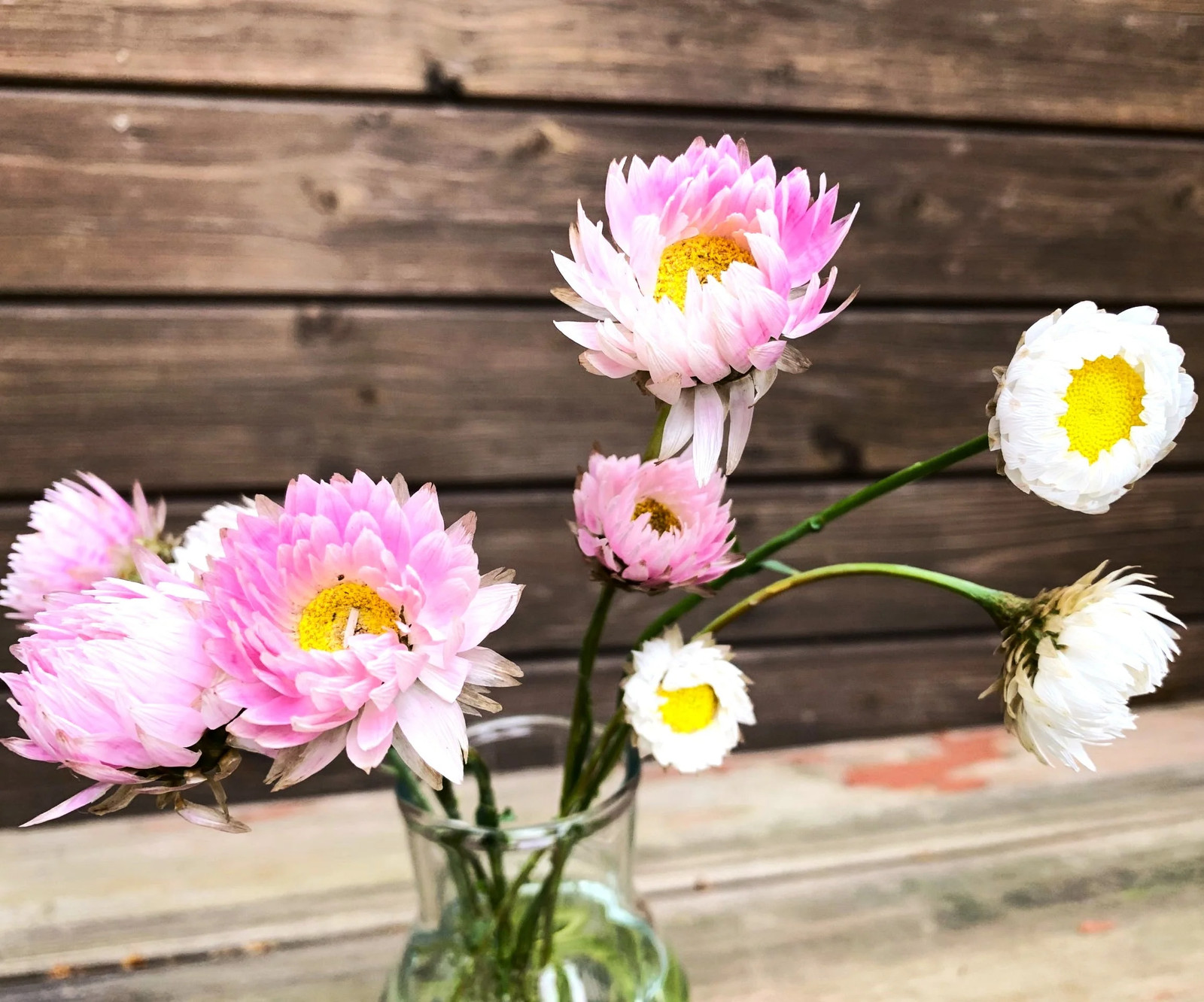 Giant Flowered Mix Paper Daisy Seeds – For 2025 Planting Mixed Colors Sunray