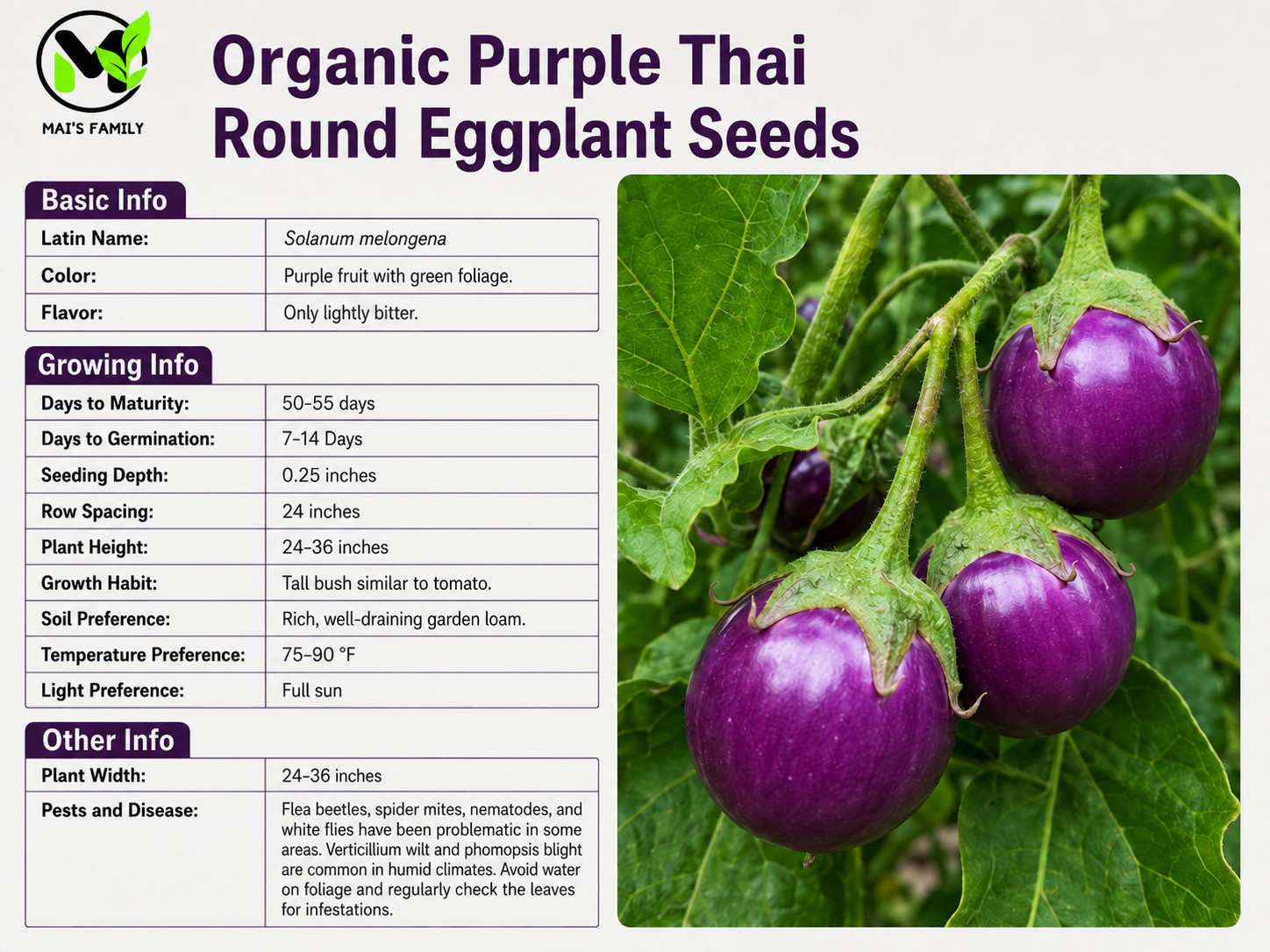 ROUND PURPLE EGGPLANT Seeds , Cà Pháo Tím {Organic}